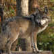 Illustration for article titled Wednesday Woof - Canis lupus baileyi Edition